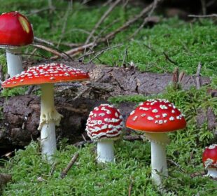 Amanita Mushrooms