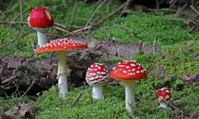 Amanita Mushrooms