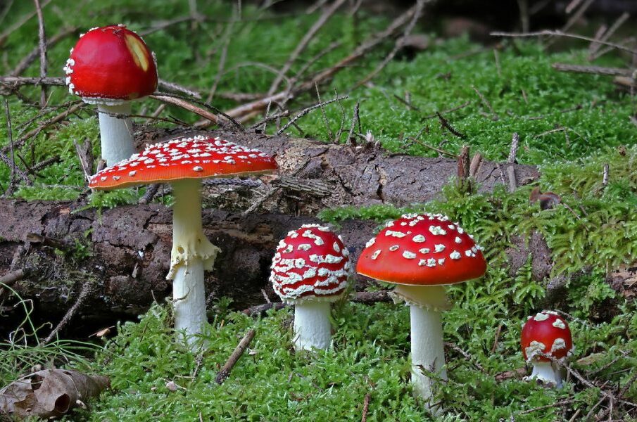 Amanita Mushrooms