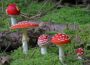 Amanita Mushrooms