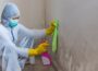 Mold Removal Company