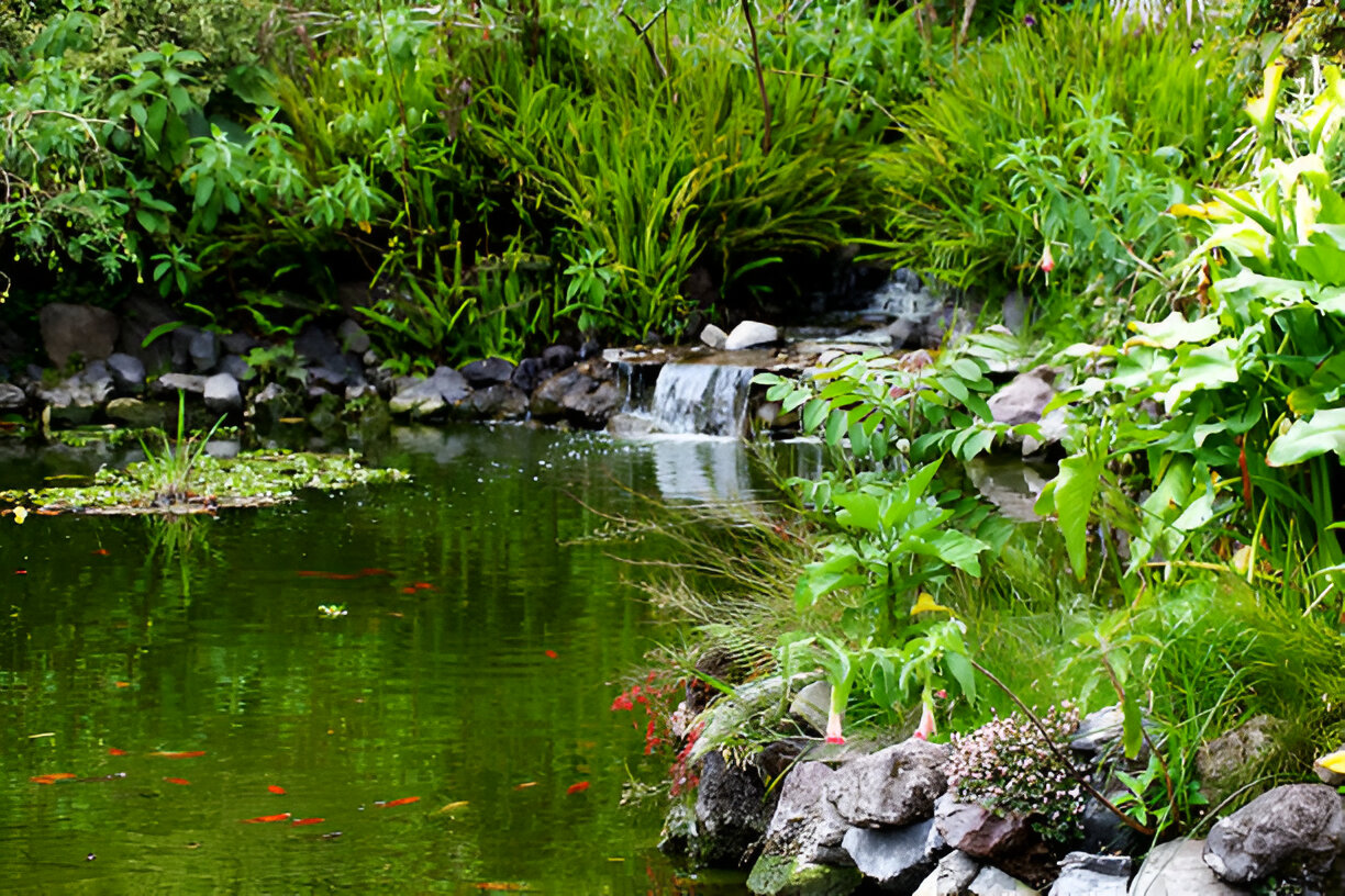 Pond Water Nightmares